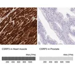 Merck Anti-CSRP3 antibody produced in rabbit