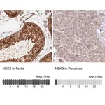 Merck Anti-NEK3 antibody produced in rabbit
