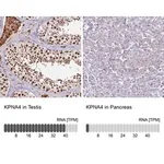 Merck Anti-KPNA4 antibody produced in rabbit