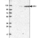 Merck Anti-KRI1 antibody produced in rabbit