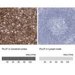 Merck Anti-PLLP antibody produced in rabbit