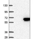 Merck Anti-FAM126A antibody produced in rabbit