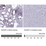 Merck Anti-NUSAP1 antibody produced in rabbit