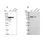 Merck Anti-GNL1 antibody produced in rabbit