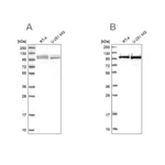 Merck Anti-RBM12 antibody produced in rabbit