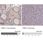 Merck Anti-FKBPL antibody produced in rabbit