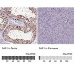 Merck Anti-SAE1 antibody produced in rabbit