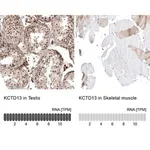 Merck Anti-KCTD13 antibody produced in rabbit