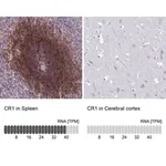 Merck Anti-CR1 antibody produced in rabbit