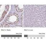 Merck Anti-RALY antibody produced in rabbit
