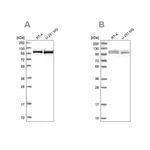 Merck Anti-RBM12 antibody produced in rabbit