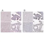 Merck Anti-NHP2 antibody produced in rabbit