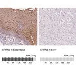 Merck Anti-SPRR3 antibody produced in rabbit