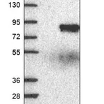 Merck Anti-JAKMIP1 antibody produced in rabbit