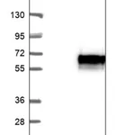 Merck Anti-LCAT antibody produced in rabbit