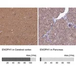 Merck Anti-ENOPH1 antibody produced in rabbit
