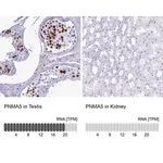 Merck Anti-PNMA5 antibody produced in rabbit