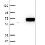 Merck Anti-NODAL antibody produced in rabbit