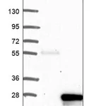 Merck Anti-UBD antibody produced in rabbit
