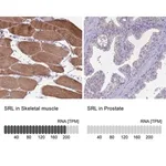 Merck Anti-SRL antibody produced in rabbit