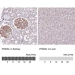 Merck Anti-PODXL antibody produced in rabbit