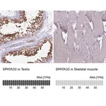 Merck Anti-SPATA33 antibody produced in rabbit
