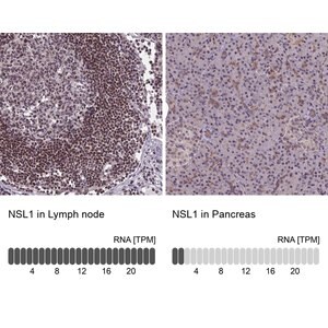 Merck Anti-NSL1 antibody produced in rabbit