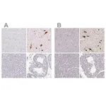 Merck Anti-PMCH antibody produced in rabbit