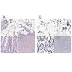 Merck Anti-PLIN4 antibody produced in rabbit