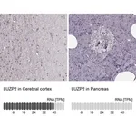 Merck Anti-LUZP2 antibody produced in rabbit