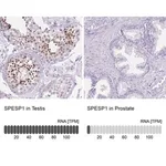 Merck Anti-SPESP1 antibody produced in rabbit