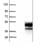 Merck Anti-B4GALT4 antibody produced in rabbit