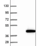 Merck Anti-POLR3H antibody produced in rabbit