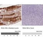 Merck Anti-RASL10B antibody produced in rabbit
