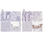 Merck Anti-HDGFL1 antibody produced in rabbit
