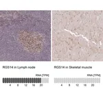 Merck Anti-RGS14 antibody produced in rabbit