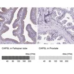 Merck Anti-CAPSL antibody produced in rabbit