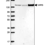 Merck Anti-VARS antibody produced in rabbit