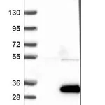 Merck Anti-FAM89B antibody produced in rabbit
