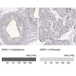 Merck Anti-DAPL1 antibody produced in rabbit