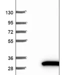 Merck Anti-ARFRP1 antibody produced in rabbit