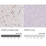 Merck Anti-POU6F1 antibody produced in rabbit