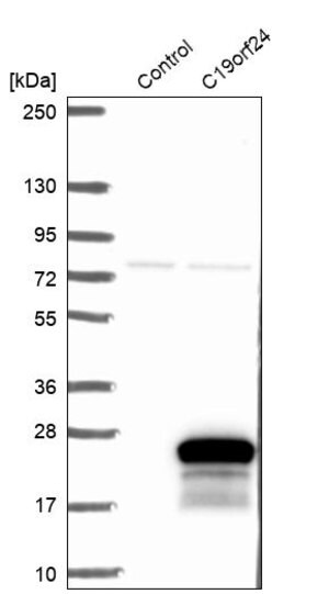 Merck Anti-C19orf24 antibody produced in rabbit
