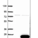 Merck Anti-C19orf24 antibody produced in rabbit