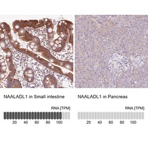 Merck Anti-NAALADL1 antibody produced in rabbit