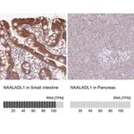Merck Anti-NAALADL1 antibody produced in rabbit