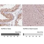 Merck Anti-NUP50 antibody produced in rabbit