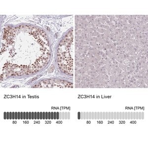 Merck Anti-ZC3H14 antibody produced in rabbit