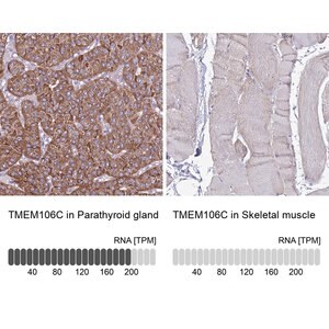 Merck Anti-TMEM106C antibody produced in rabbit