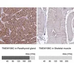 Merck Anti-TMEM106C antibody produced in rabbit